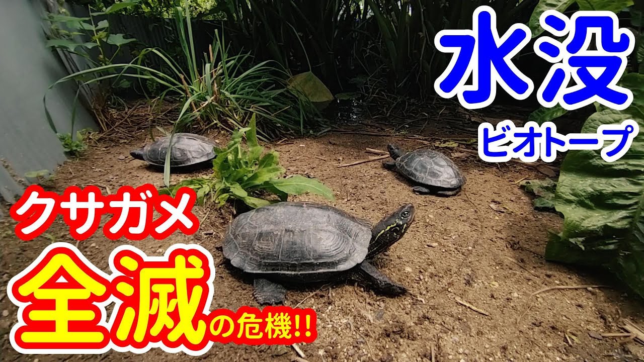 クサガメ全滅!? 水没する亀のビオトープを救え！ メダカと亀のビオトープ・再生プロジェクト