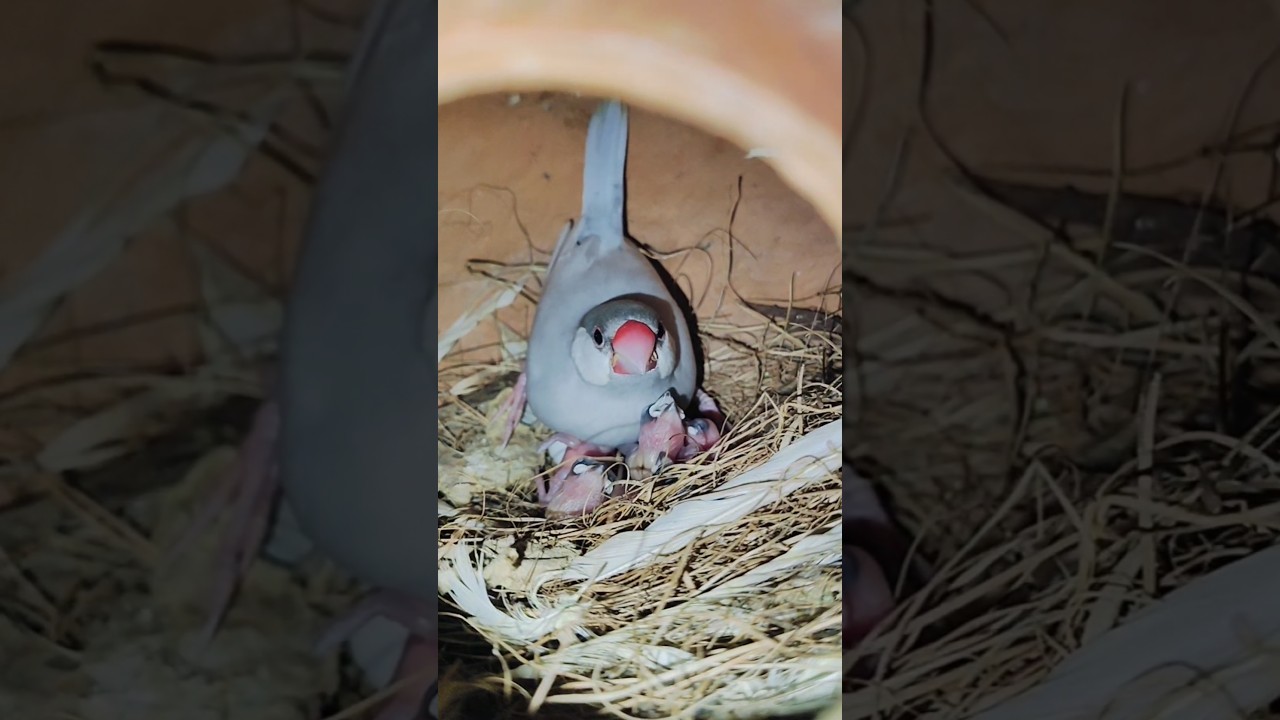 Silver java breeding progress | java bird egg hatching time | silver java baby | silver java bird