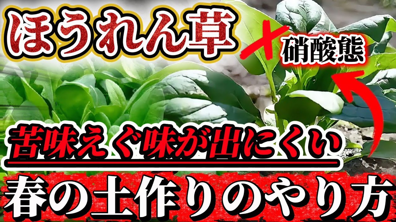 【ほうれん草】春の土作りはココ注意して！！春作は味が落ちやすいが〇〇すれば大丈夫！