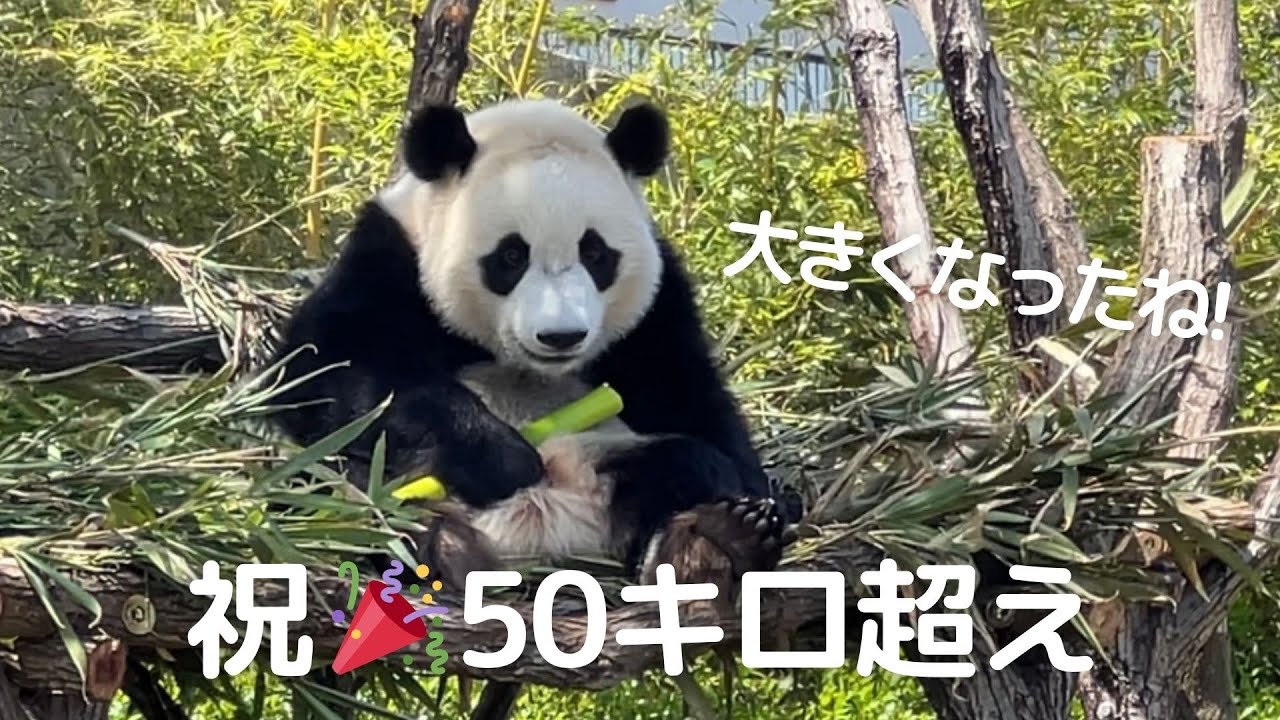 ぐんぐん成長50キロ♪新遊具と若竹でご機嫌❤GWロング営業頑張る 子パンダ楓浜🍁