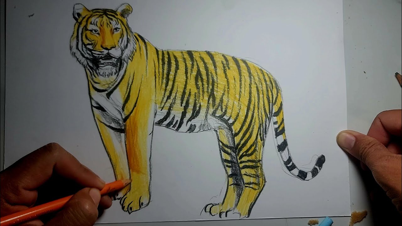 Real pencil drawing  Tiger