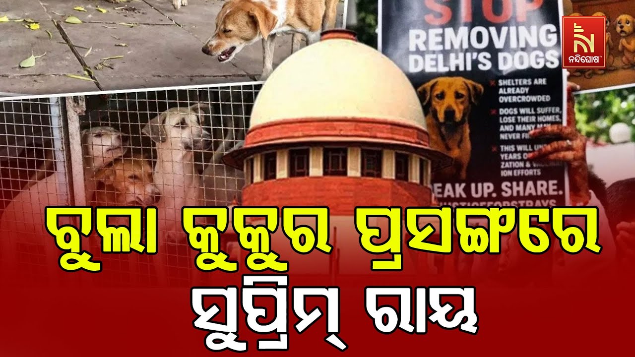 Supreme Court Judgement On Stray Dogs | ବୁଲା କୁକୁର ପ୍ରସଙ୍ଗରେ ରାୟ ଦେଇଛନ୍ତି ସୁପ୍ରିମକୋର୍ଟ... | Details
