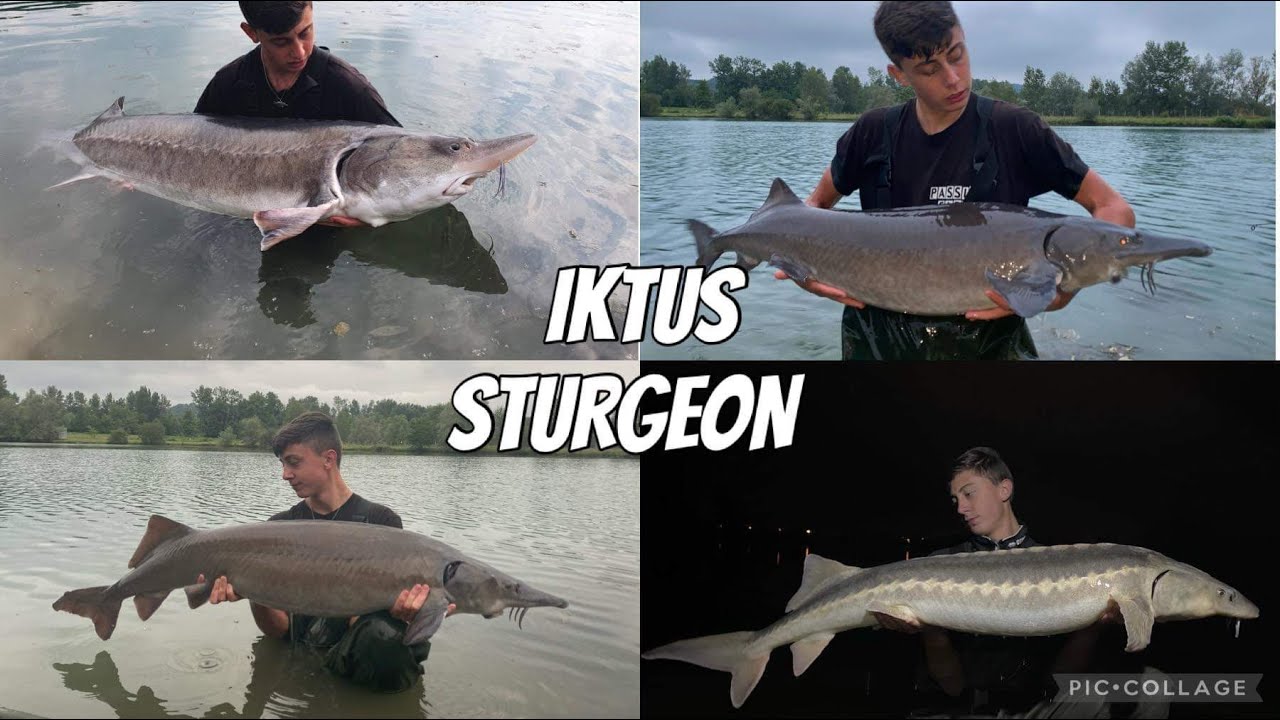 **Pêche à IKTUS STURGEON**