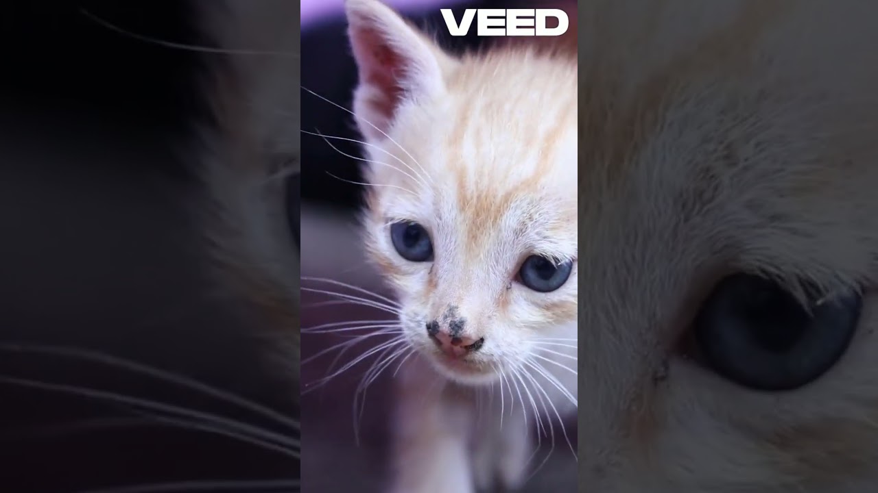 Animals divertits que et faran riure!  #cats #shorts #cute #cuteanimals
