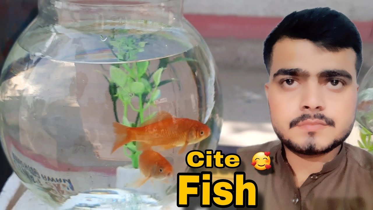 JUMMA MUBARAK 🥰 CUTE FISH