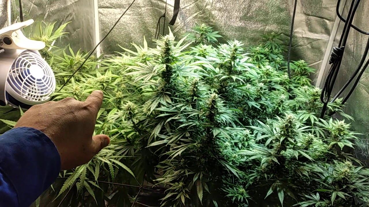 week 3 in flower in the 4x4 and 2.5x2.5