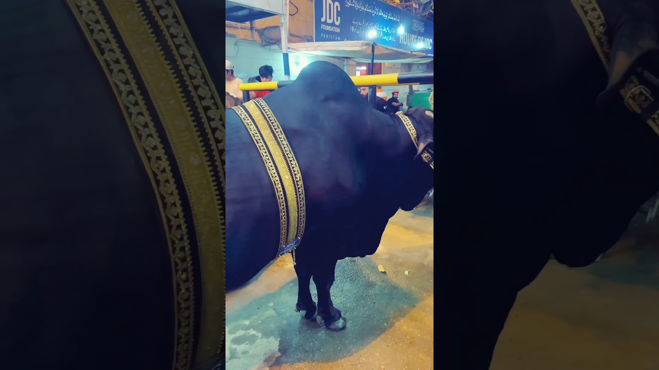 Best black cow of JDC foundation qurbani 2024 #jdcqurbani #cattlemandi