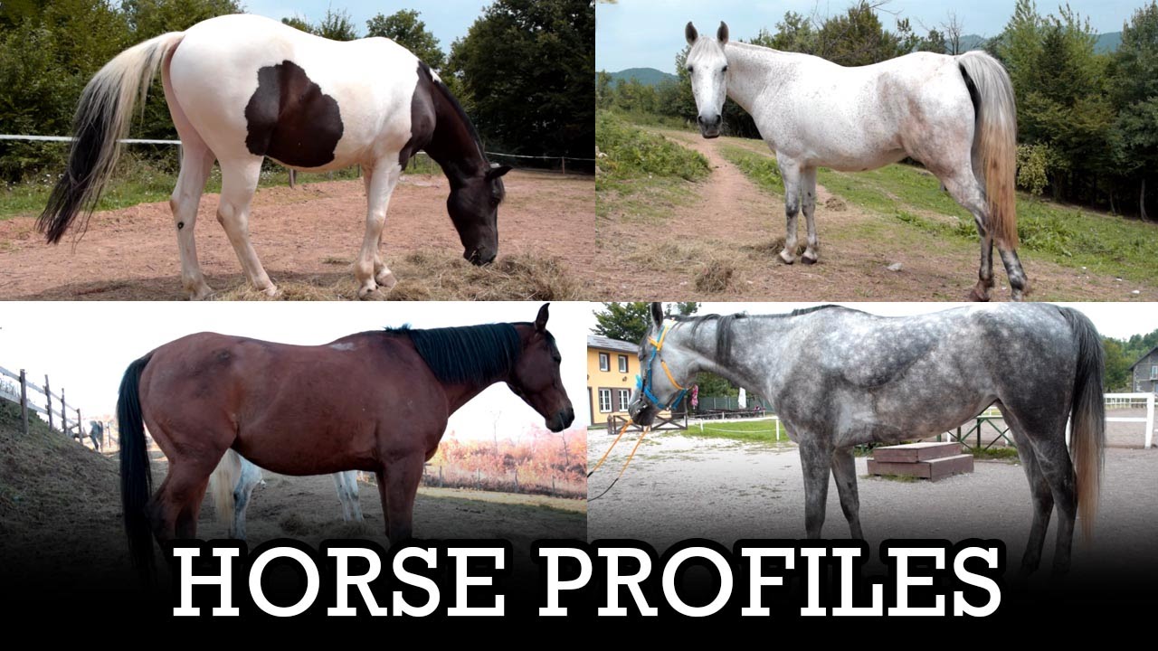 Horse Profiles | Meet My Horses 2 | Vlog #6