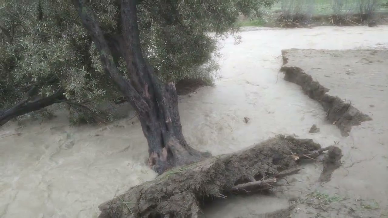 بسبب الحموله الكبيره تم اخلاع شجره الزيتون