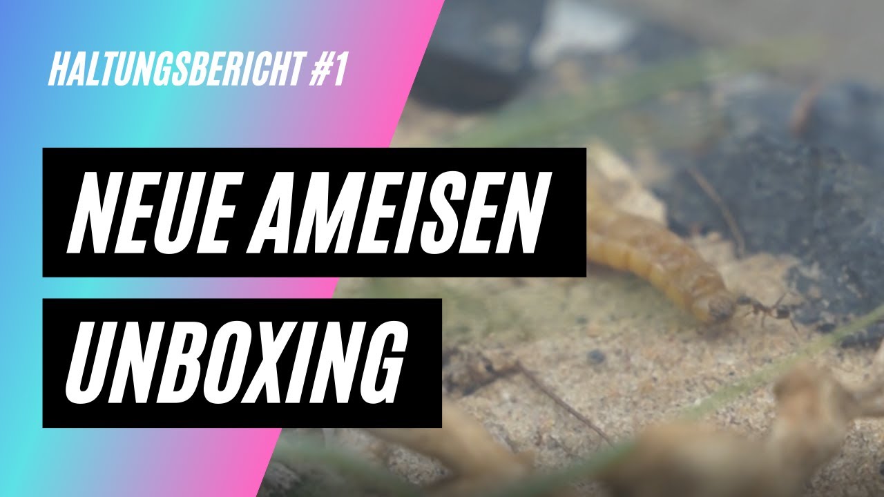 Pheidole Yeensis UNBOXING und ARENA einrichten | NOKU