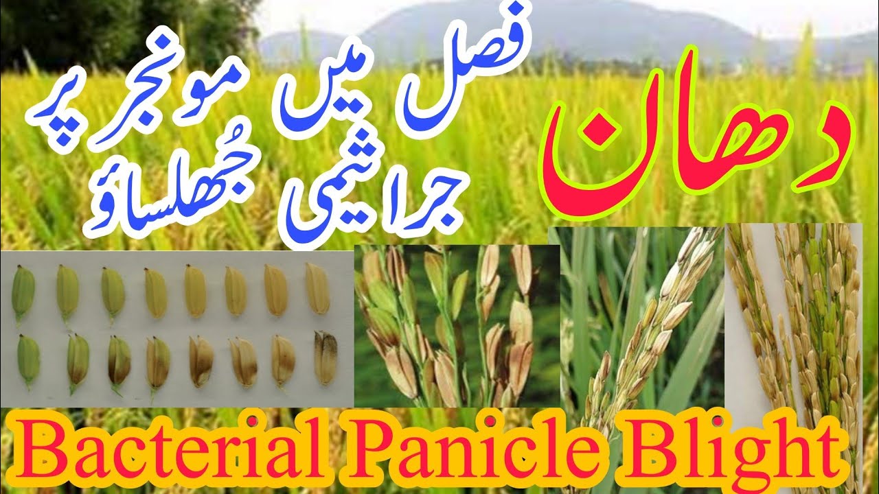 Bacterial Panicle Blight in Rice | دھان فصل میں مونجر پر جراثیمی جھلساؤ