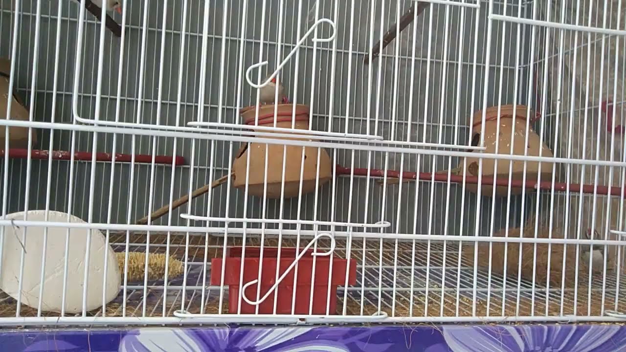 Zebra Finch || Zebra Finch Bird and Nest Cage Setup || Zebra Finch Nesting Material || Birds Care