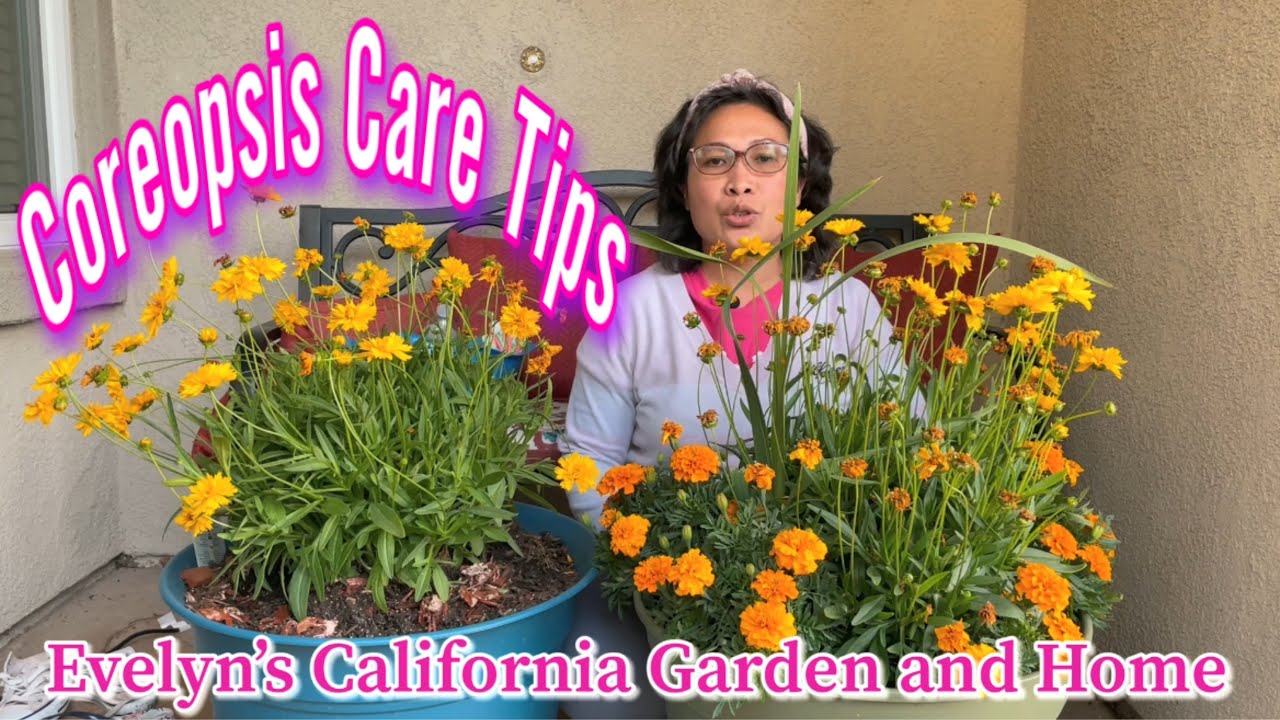 Coreopsis Care Tips|How to Grow Coreopsis