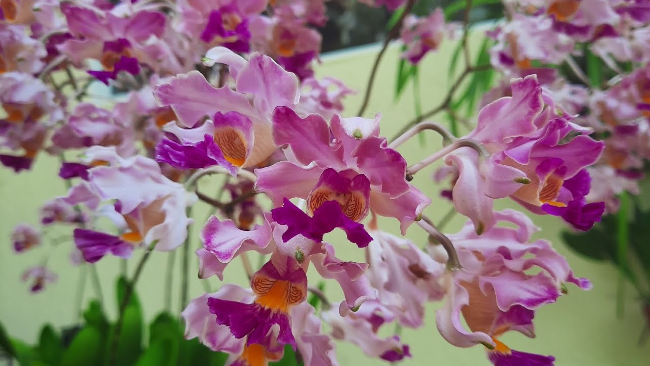 Orchid garden, May blooms. @orchidnewbee8786