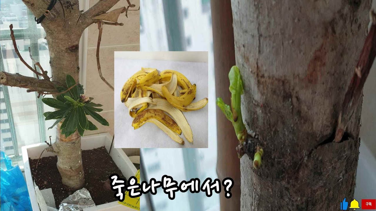 바나나껍질 덕분에 죽어가던 나무가 살아 났어요!! 바나나껍질효능.