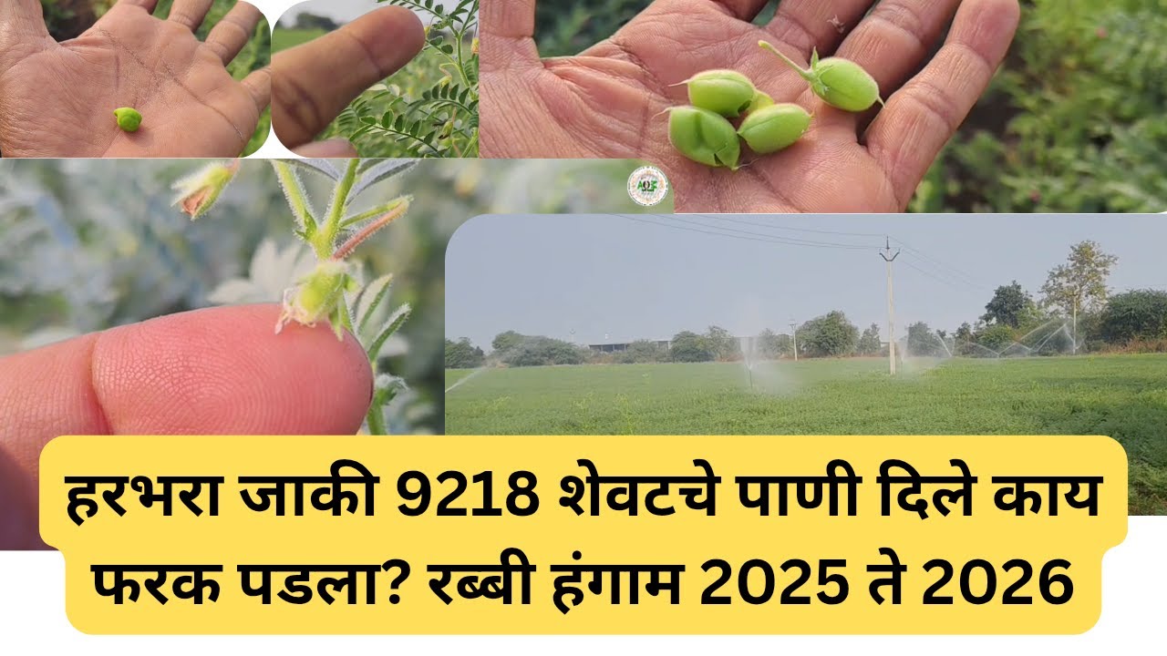 हरभरा जाकी 9218 शेवटचे पाणी दिले काय फरक पडला  रब्बी हंगाम 2025 ते 2026 @ApliMati