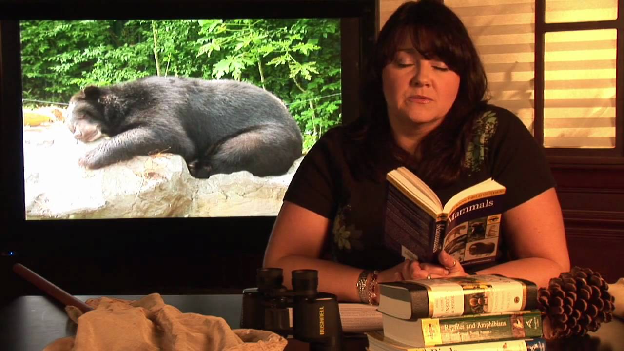Animal Habitats : Where Do Black Bears Live?