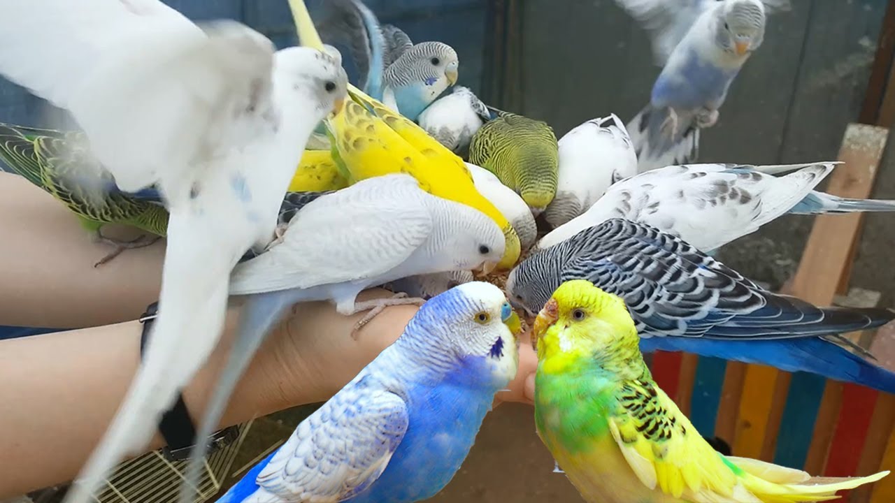 4K HDR Video &ndash; Beautiful Lovebird | Budgies and Cockatiel Birds Playing and Feeding