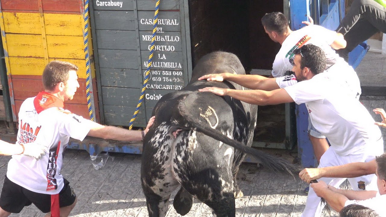 ✅CARCABUEY  04 ◾ XIV Congreso NACIONAL Toro con Cuerda