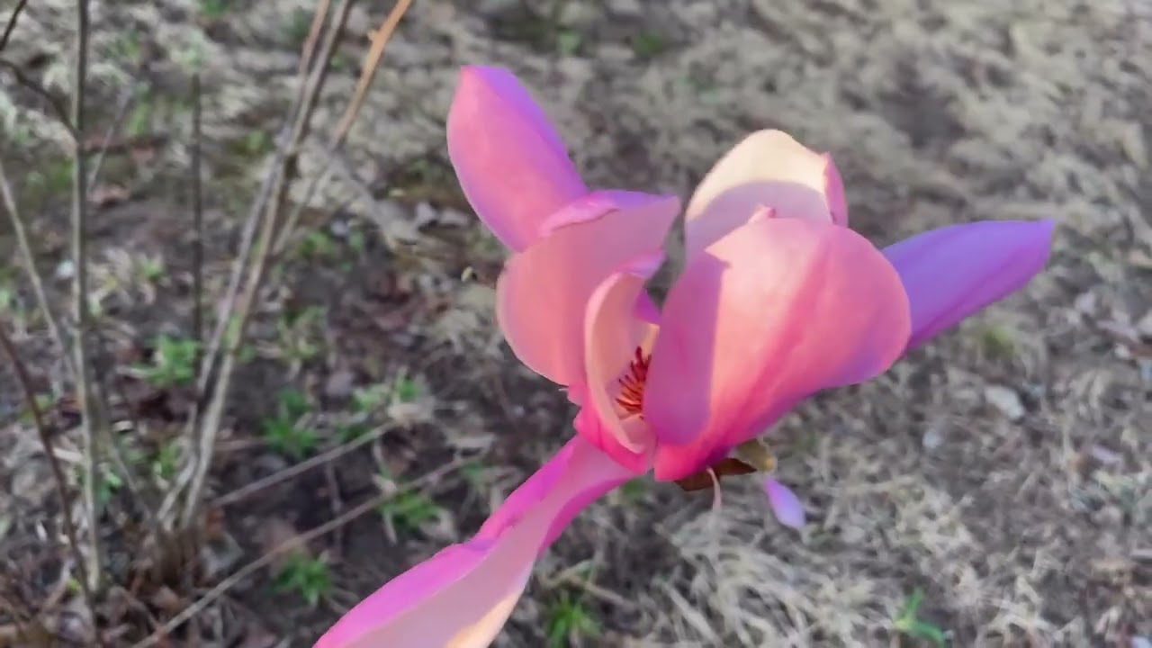 The beauty of nature ~ slow loving in the country