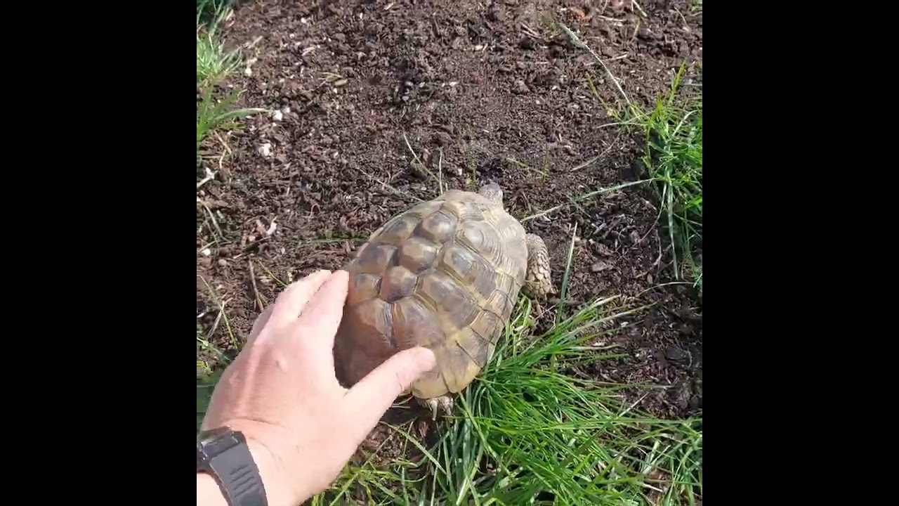 Skildpaddernes vinterhi er slut 🌞 En dag i april 2025