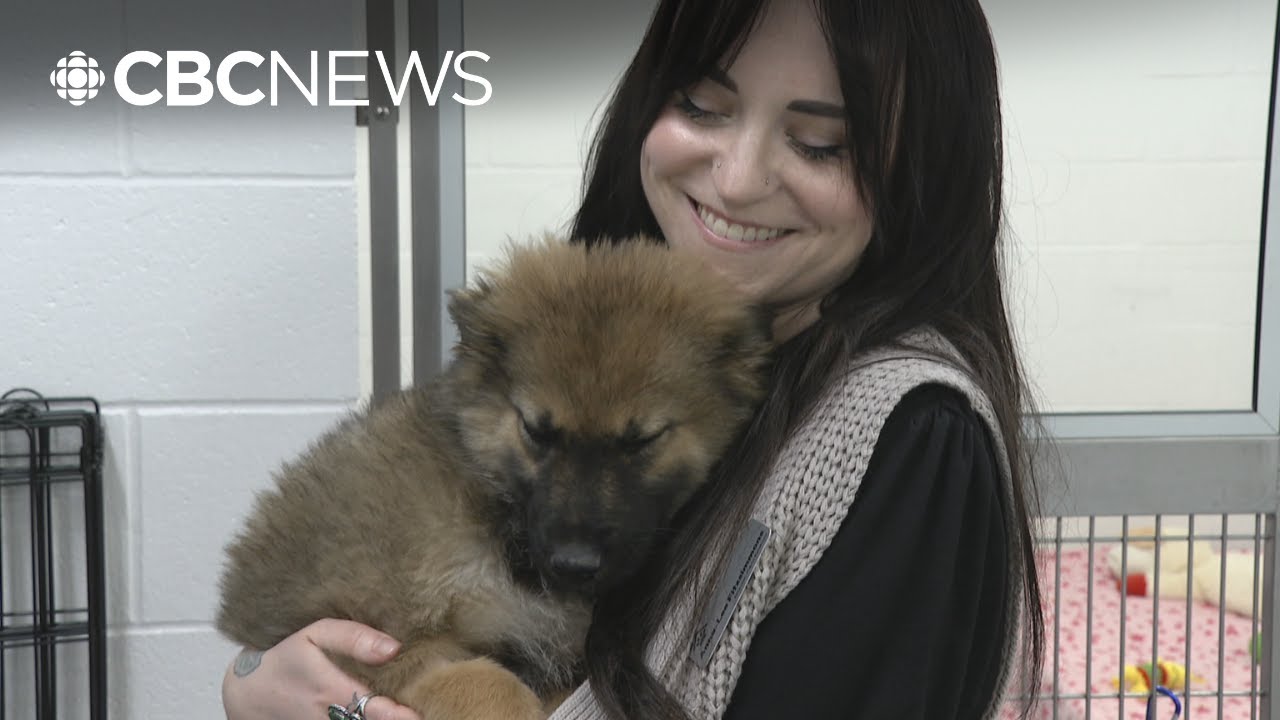 Rising cost of living forcing some owners to surrender their pets, humane societies say