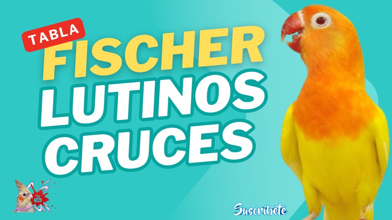 Agapornis Fischer Lutinos Tabla de Cruces