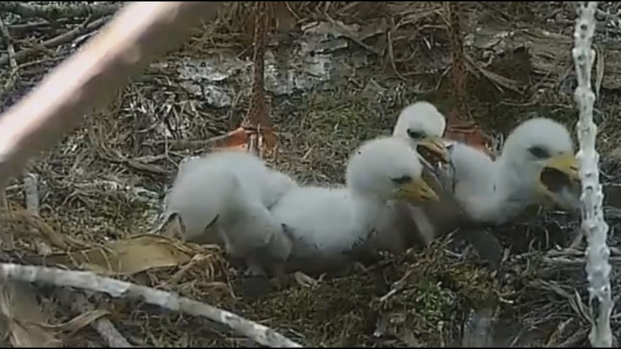 Hungarian BS~Little one has eaten a fish~2018/05/08  12:41pm