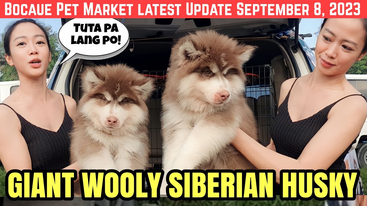 BOCAUE: DAMBUHALANG TUTA! GIANT WOOLY HUSKY! BOCAUE PET MARKET LATEST UPDATE SEPTEMBER 8, 2023