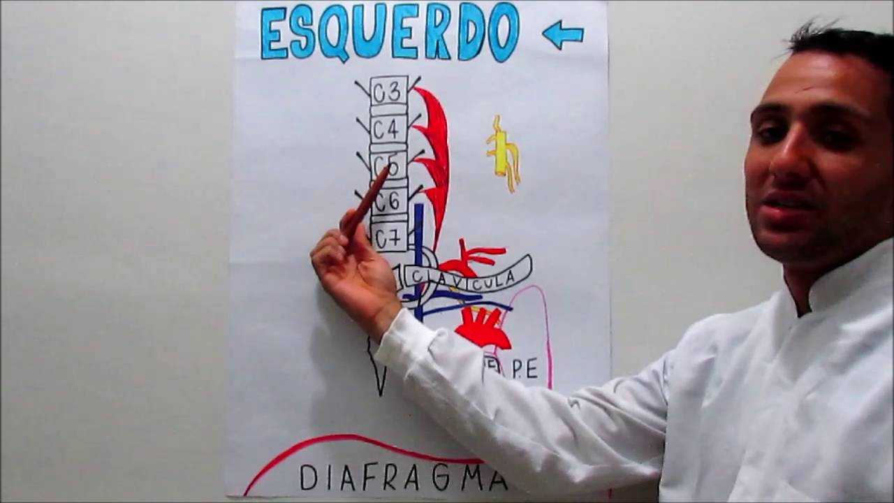 Anatomia do Nervo Frênico