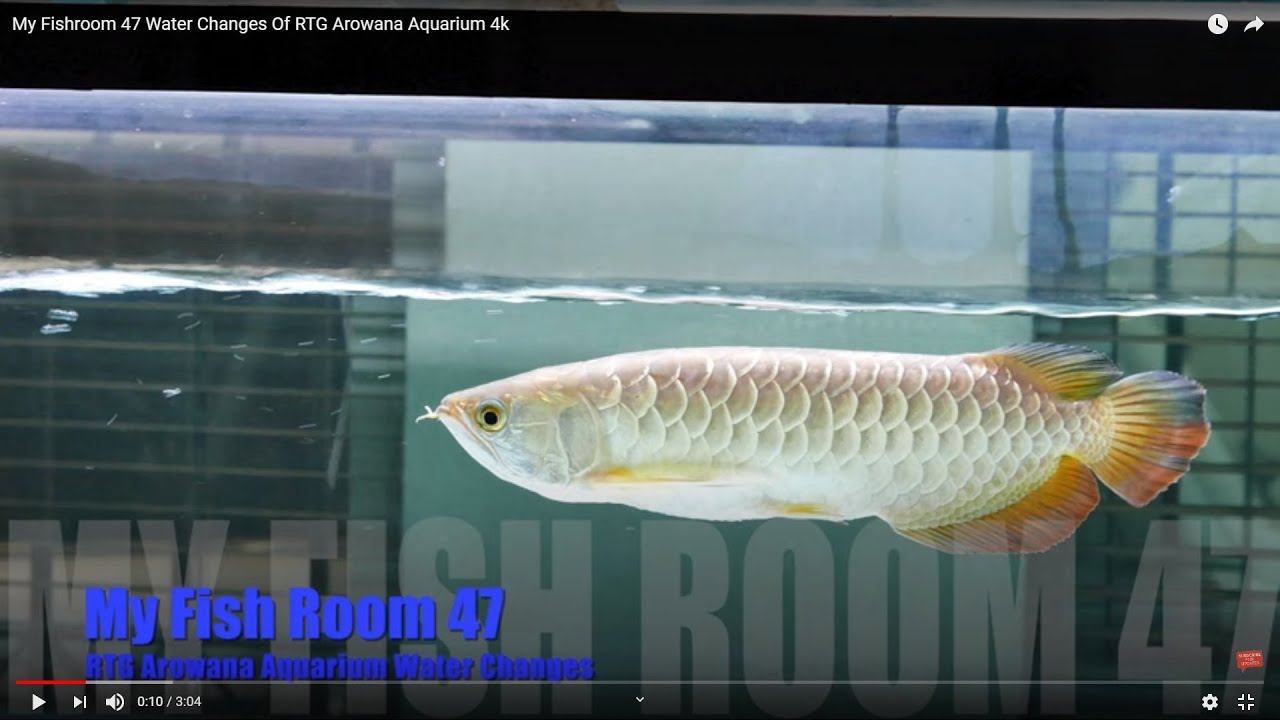 Water Changes Of RTG Arowana Tank #f47