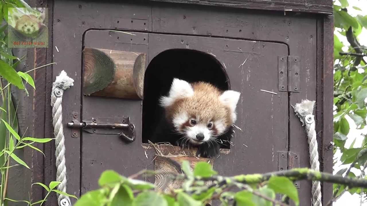 International Red Panda Weekend at Paradise Wildlife Park 2013
