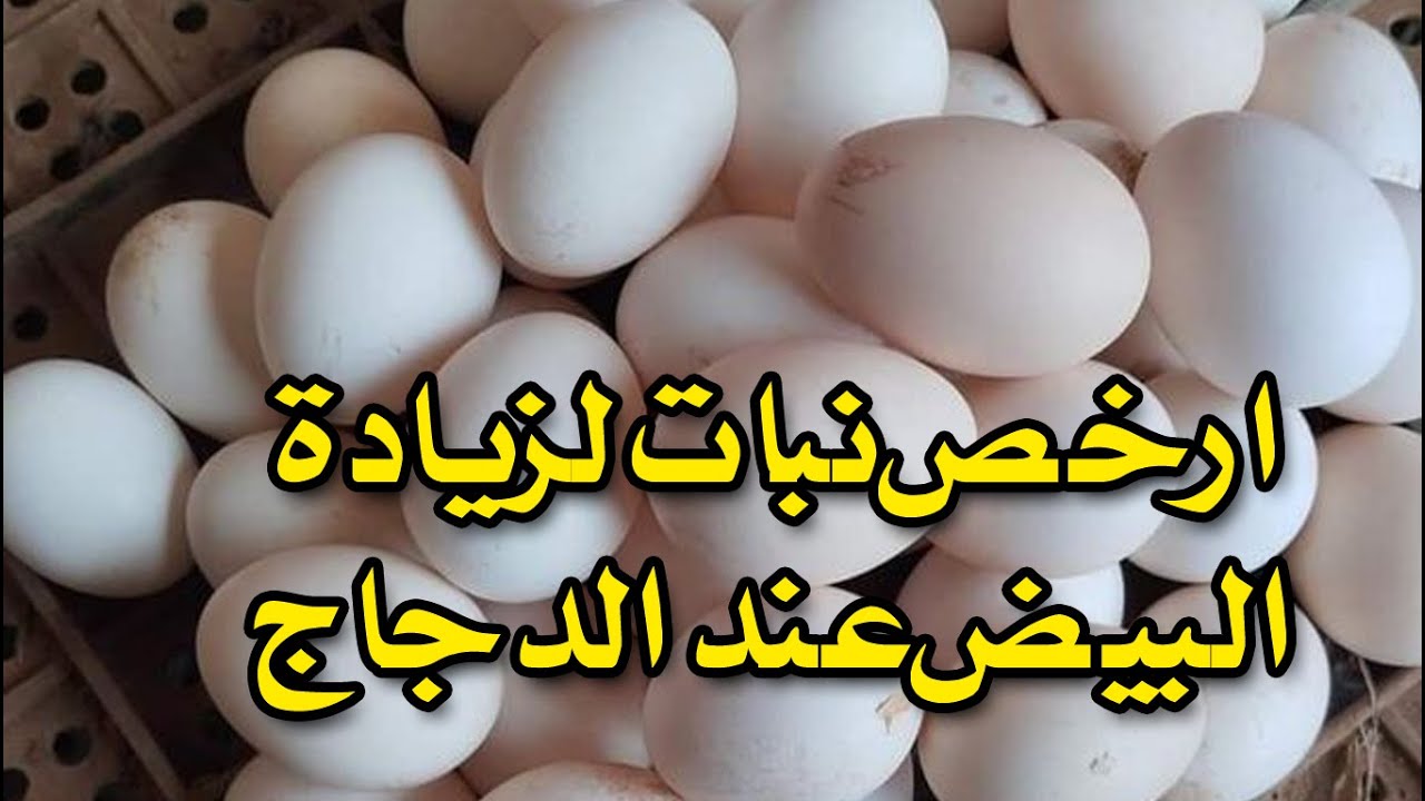 النبتة المعجزة تزيد انتاج البيض وتجعل صحة الدجاج افضل وتزيد الانتاج ورخيصة جدا ببلاش #طيور_فوق_السطح