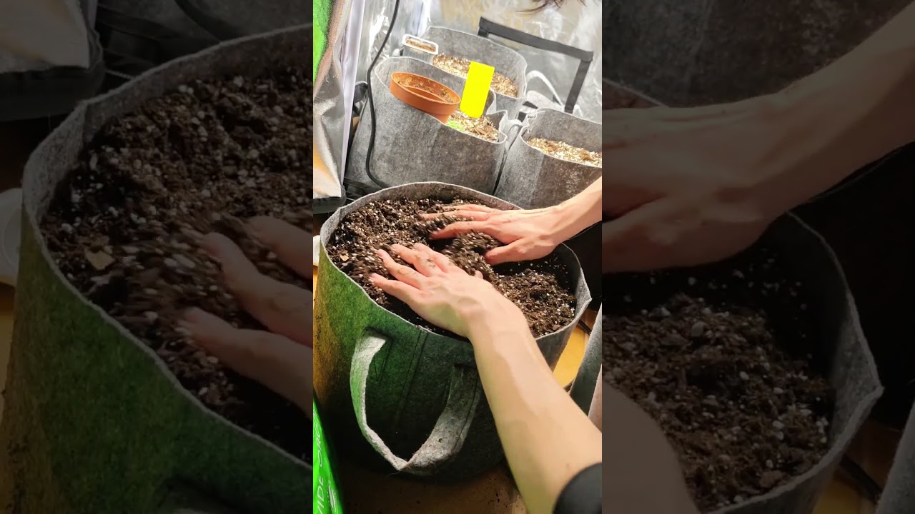 Purplematic CBD🟪 garden update!