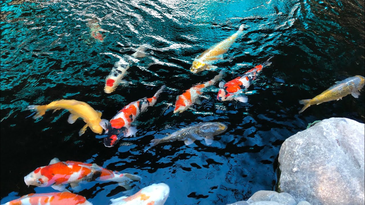 Xử lý hồ nuôi Koi mùa mưa.