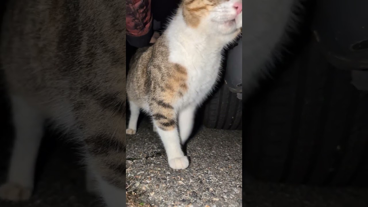 je vous présente petit prince junior 😽