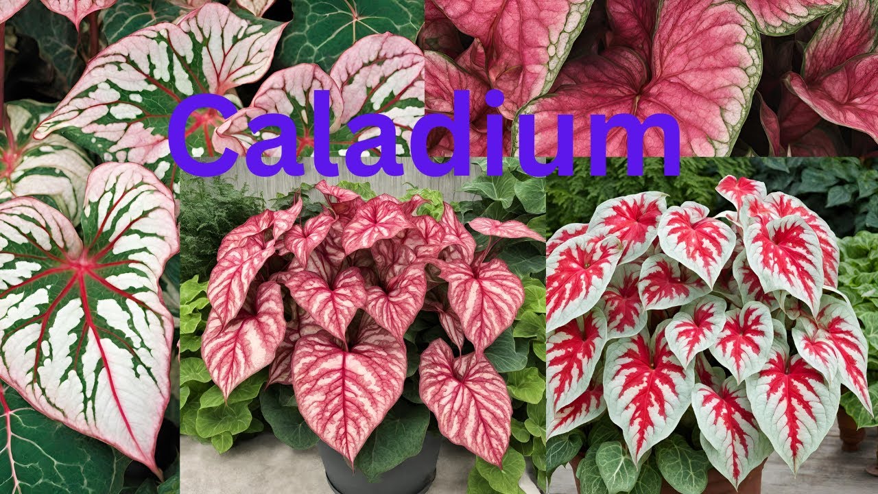 caladium plant varieties and care tips| floriculture#nature