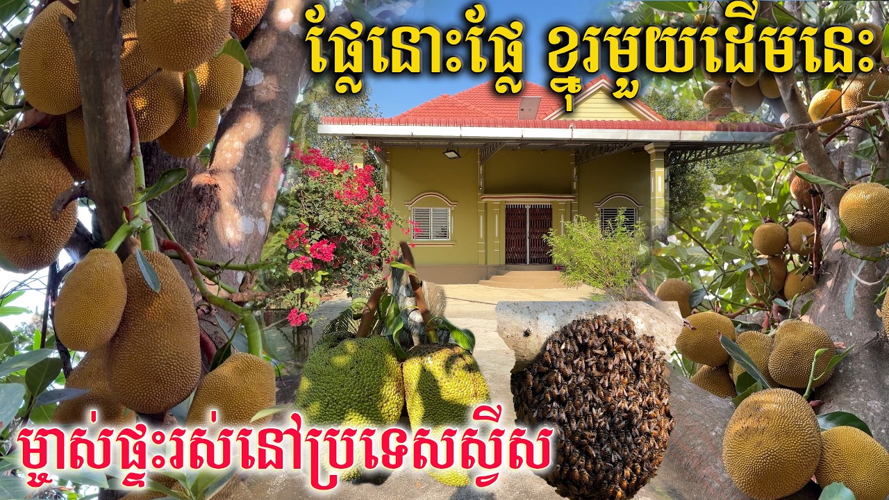 ផ្លែអីក៏ផ្លែយ៉ាងនេះ ម្ចាស់ដី ម្ចាស់ផ្ទះ រស់នៅប្រទេសស្វីស