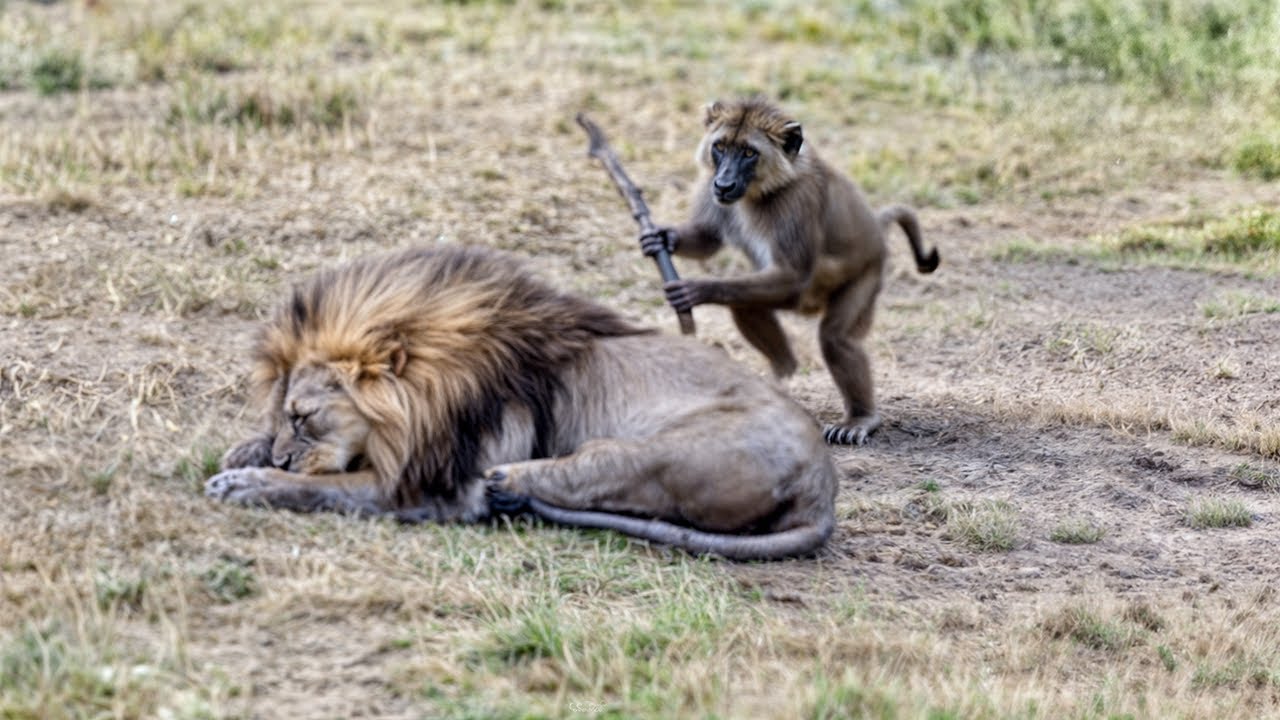 80 Times Animals Messed With The Wrong Opponent
