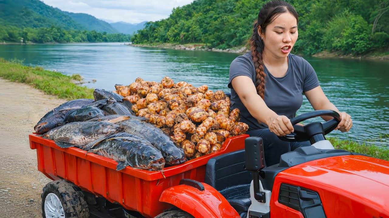 Harvesting Wild Turmeric in the Forest with Kids | Selling Turmeric and Giant Fish at the Market