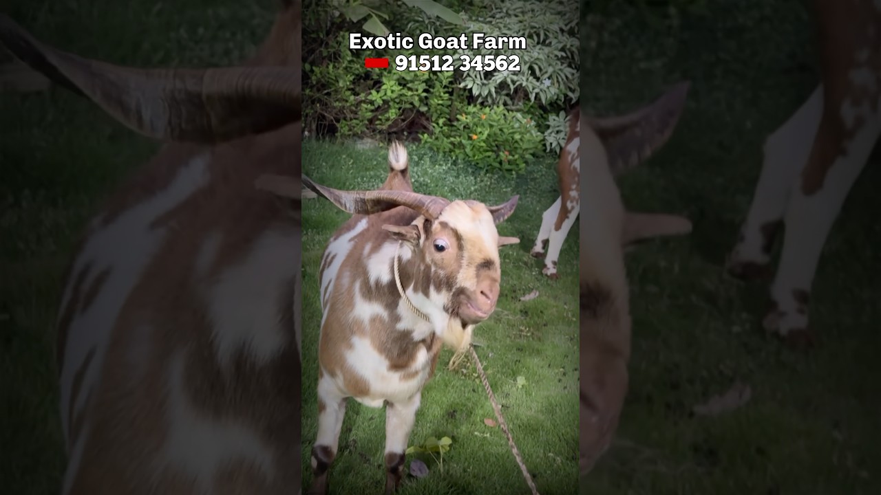 Andul Barbari Goats at Exotic Goat Farm, One of the best Palai Farms in Mumbai