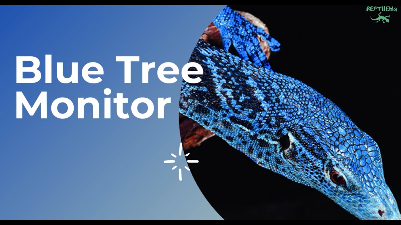 Blue Tree Monitor Care Requirements! Housing, Health, Habitat, and More!