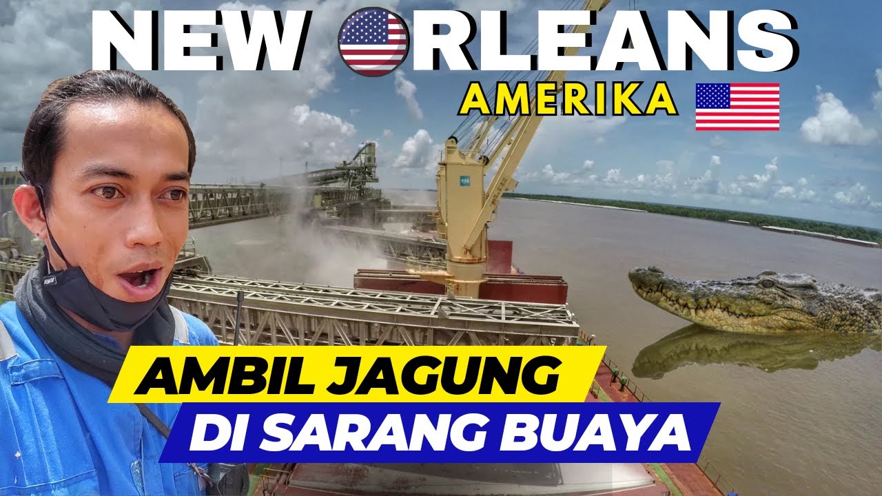 PENAMPAKAN BUAYA SUNGAI MISSISSIPPI‼️SARANG BUAYA TERNYATA, MUATAN JAGUNG🐊🌽|| PELAUT INDONESIA