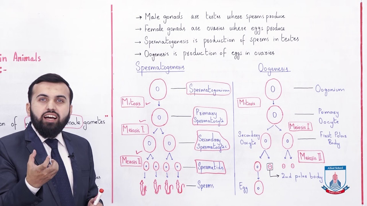 Class 10 - Biology - Chapter 14 - Lecture 10 - Sexual Reproduction (animals) - Allied Schools