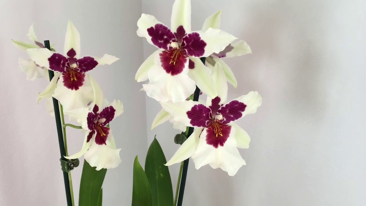 【19055】文心兰 // 静姐说花63