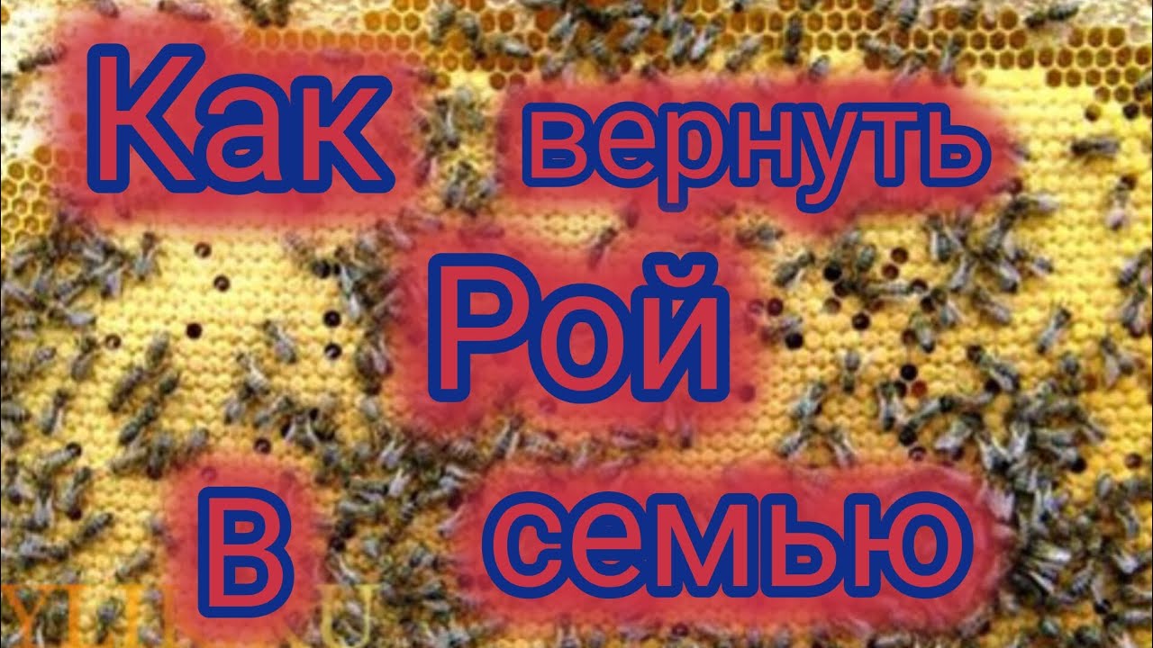 Как вернуть рой в семью 🐝