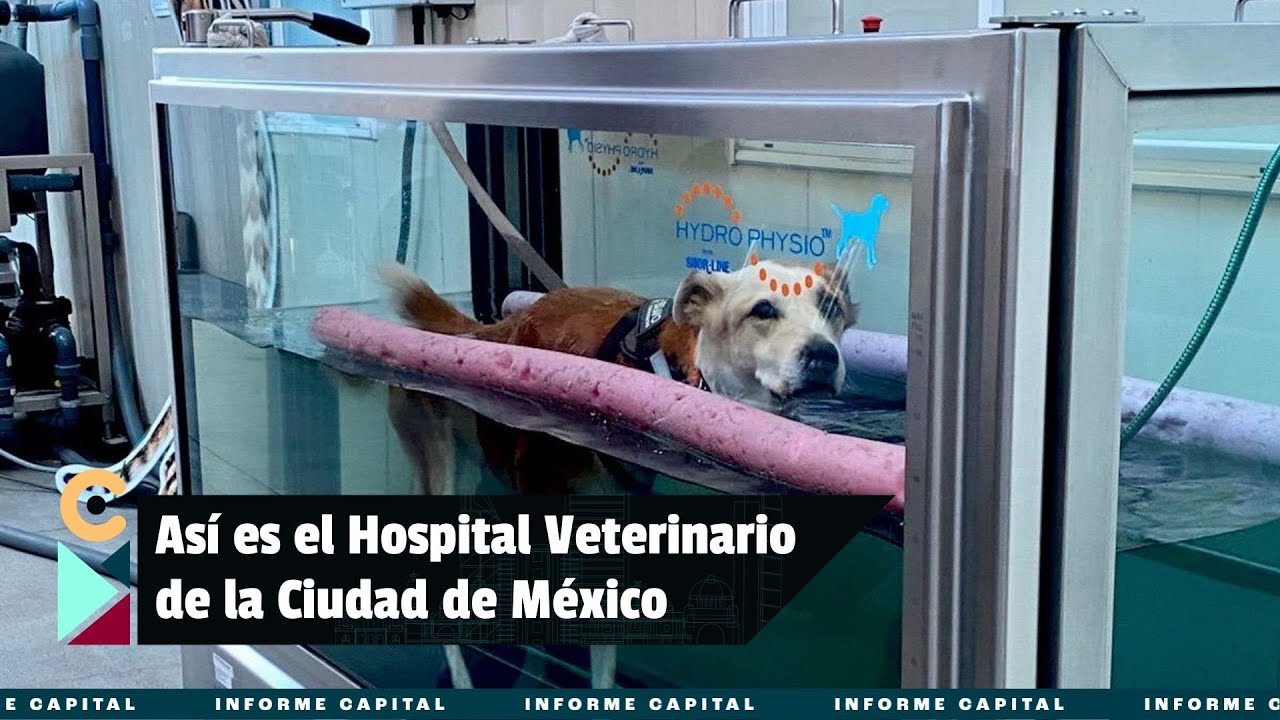 Así es el Hospital Veterinario de la Ciudad de México