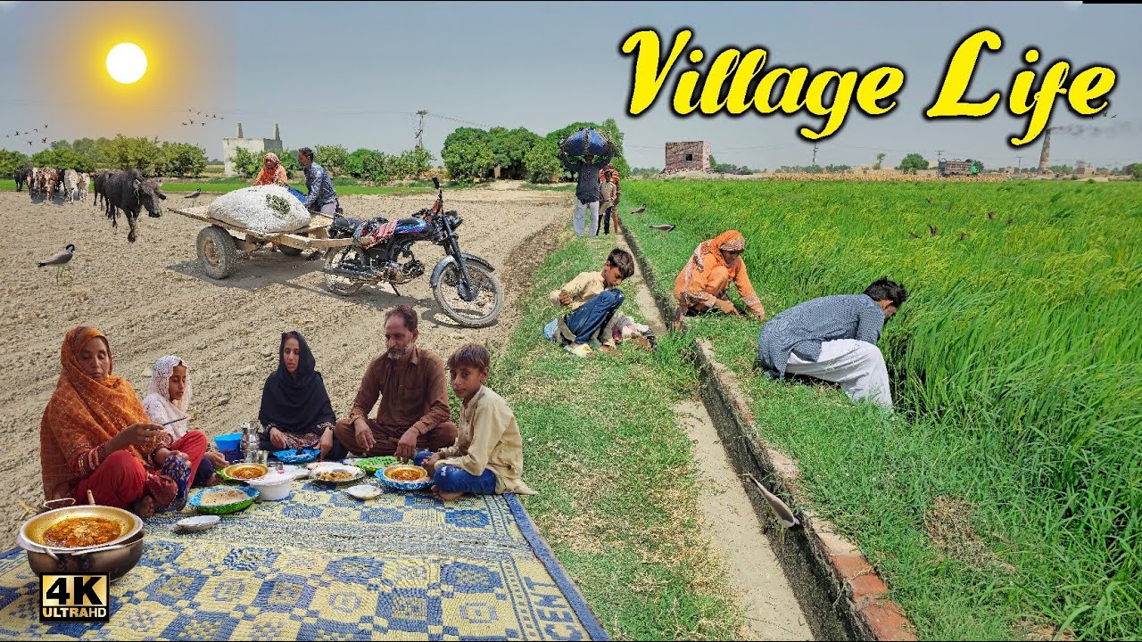 Village Tour 4k | 2 month later Go Over Tour Woman hardwork In Village | Traditional Life 4k
