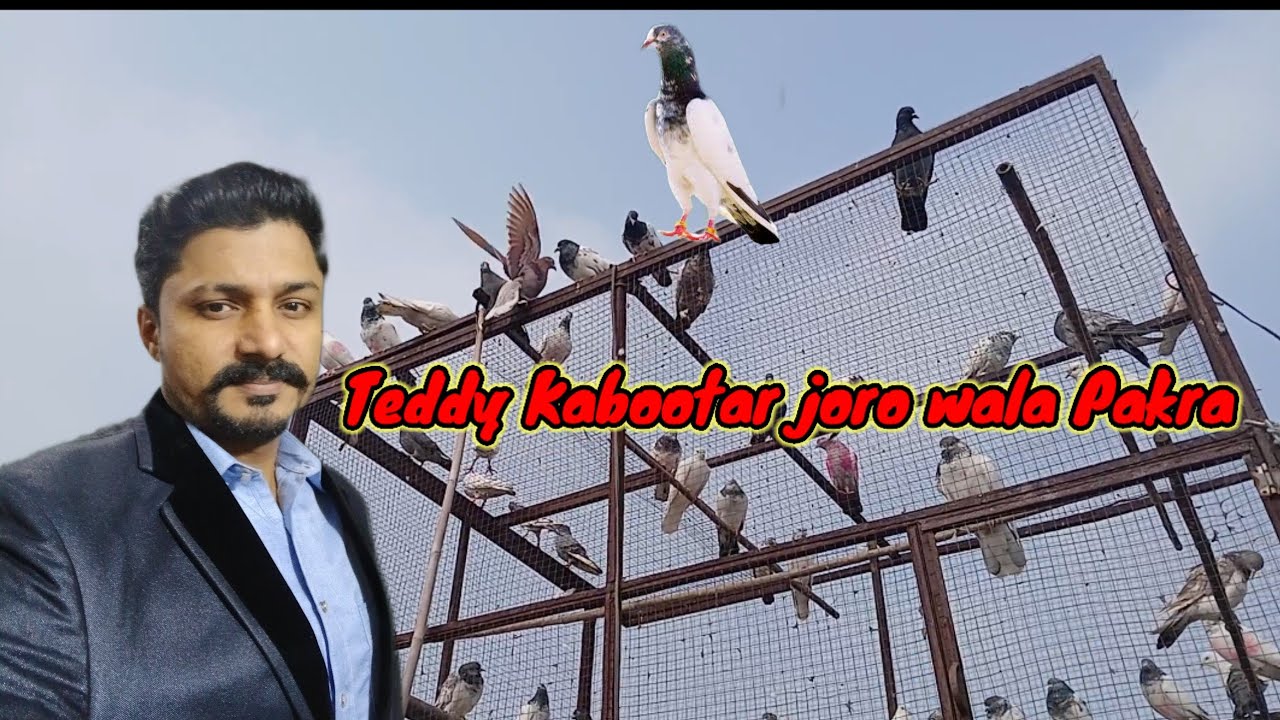 Teddy Kabootar jodo wala bakra Ateeq AD vlogs