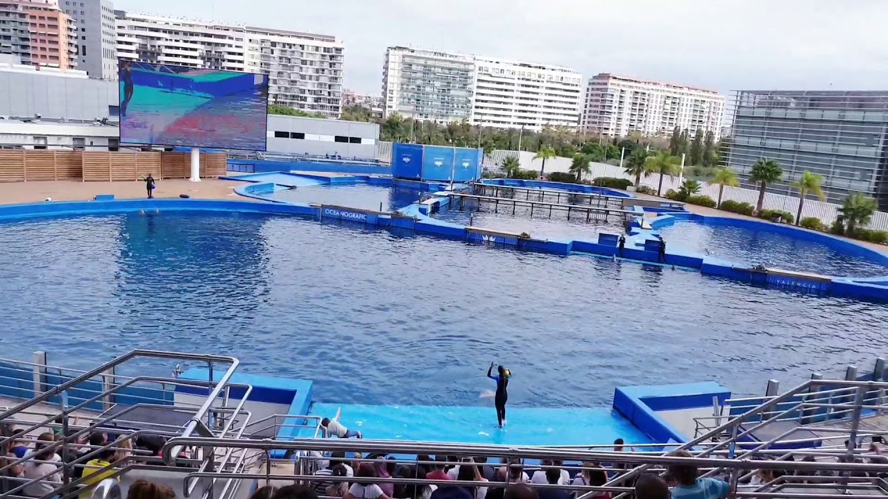 The dolphin show Oceanografic - Valencia . 2019
